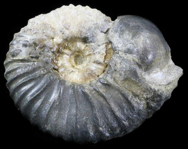 Acanthohoplites Ammonite Fossil - Caucasus, Russia #30088